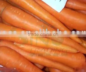 Carrot thumbnail-1