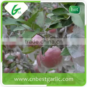 Big Fresh Fuji Apple With Best Price thumbnail-5