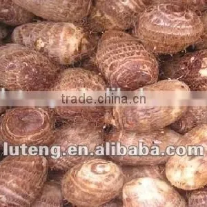 2015 New Season of Chinese Fresh Taro thumbnail-2