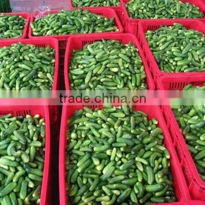 Pickled Cucumbers in Jar From Vietnam, 100% High-quality by HAGIMEX thumbnail-6