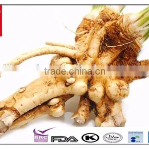Raw Horseradish Root for Sale thumbnail-6