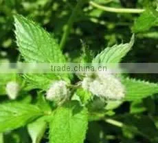 Peppermint Oil thumbnail-1