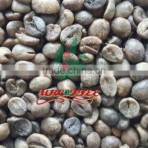 Green Robusta Coffee Beans thumbnail-1