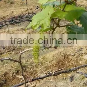 Grape Drip Irrigation for Orchard thumbnail-4