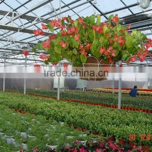 China Greenhouse thumbnail-1