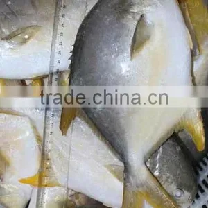 High Quality Frozen Golden Pomfret Fish thumbnail-2