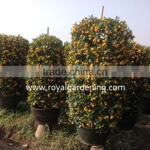 Citrus Mitis ( Citrofortunella Microcarpa) Ornamental Plants thumbnail-1