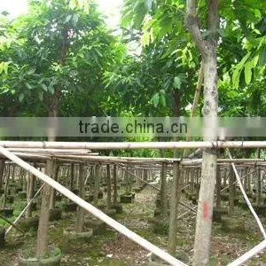 Ficus Lacor Potted and Rooted thumbnail-1
