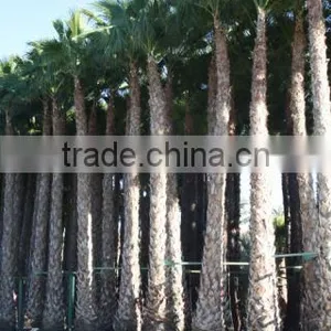 Washingtonia Robusta "Mexican Fan Palm" thumbnail-5