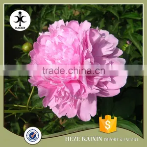 my Test Tree Peony Plant Root thumbnail-4