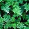 3,4-divanillyltetrahydrofuran (Nettle Root Extract) thumbnail-1