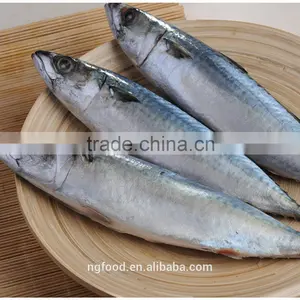 Frozen Chub Mackerel and Pacific Mackerel Scomber Japonicus thumbnail-1