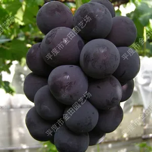 Fujiminori Grape Seedling Grape Vines thumbnail-1