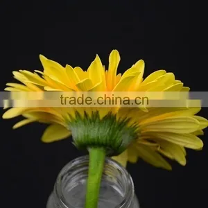 China Champagne Elegant Yellow Gerbera Flower thumbnail-6