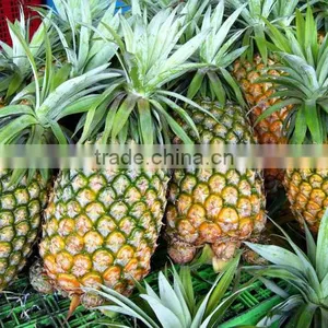 Fresh Pineapple ( Tropical Fruit) thumbnail-1