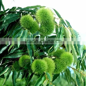 2016 Raw Fresh Chestnuts Sales Opening Booking Bulk Chestnuts thumbnail-5