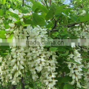 Acacia Honey thumbnail-1