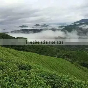 2016 New Nop Organic Canned Green Tea Bulk thumbnail-4