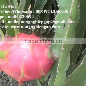 100% Natural Fresh Dragon Fruit From Vietnam-Ms Ha 84974258938 thumbnail-3