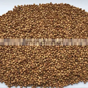 2016 Crop ---Roasted Buckwheat Kernels thumbnail-1
