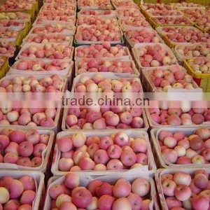 Red Apple thumbnail-1