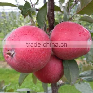 Red Flesh Apple Tree Seedling thumbnail-2