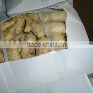 Air Dried Fresh Gingers Supplier thumbnail-4