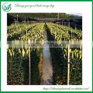 Lily Flowers Fresh Cut Flower thumbnail-5