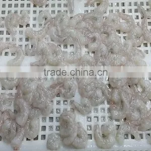 HACCP Vannamei White Shrimp PND Tail-Off thumbnail-2