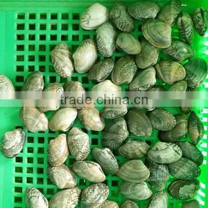 FROZEN READY TO EAT SHORT NECKED CLAM thumbnail-1