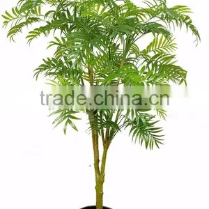 Foliage Plants Bonsai From Guangzhou Factory thumbnail-1