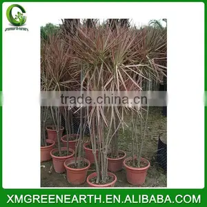 Dracaena Marginata thumbnail-2