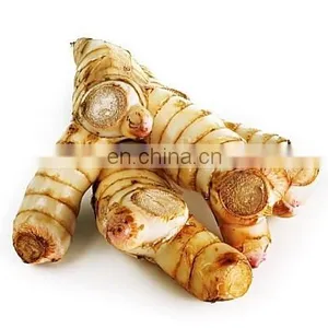 Vietnam Fresh Galangal With High Quality And Cheap Price thumbnail-1