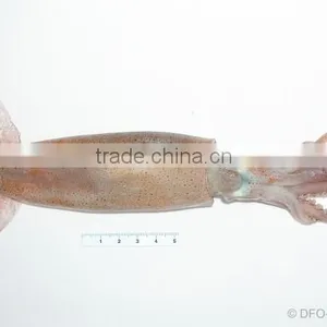 WR Frozen Illex Squid - Whole, Tube, Rings and Tentacles thumbnail-2