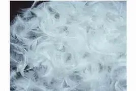 Feather and Down thumbnail-3