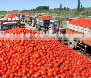 Tomato Paste 36/38 Brix thumbnail-1
