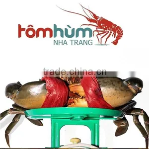 MALE / FEMALE MUD CRAB VIETNAM (Scylla Serrata) High Quality and Suitable Supplying thumbnail-2