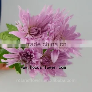 For Christmas Decoration Chrysanthemum Plant With 10 Stems/Bundle Autumn Chrysanthemum Flower With 0.5kg/Bundle Chrysanthemum Pi thumbnail-3