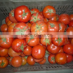 Tomato thumbnail-5