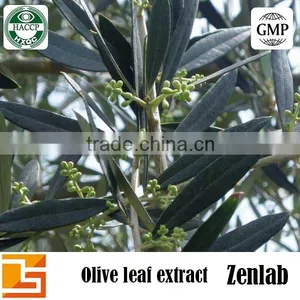 Olea Europaea Extract Powder thumbnail-4