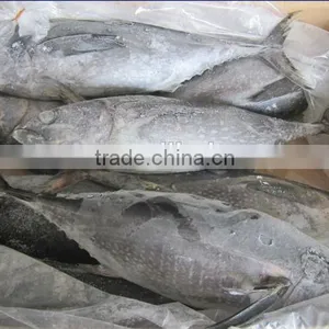 Frozen Fresh Yellowfin Tuna Fish for Sale thumbnail-1
