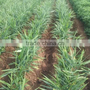 Lead Market Machine Onion Bed Machine for Hilling Furrowing in Luke thumbnail-2