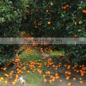 Talya Orange Oil thumbnail-2