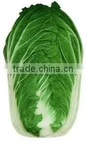 Fresh Cabbage Fresh Chinese Long Cabbage thumbnail-1