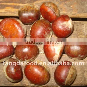 New Crop Chestnut From China thumbnail-1