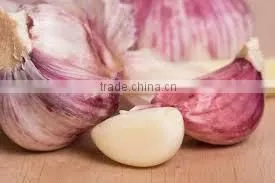 Takings Egyptian Garlic...dry Garlic With Best Quality thumbnail-2