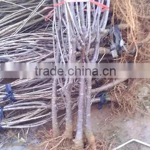 High Quality Apple Seedling thumbnail-3