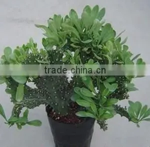 Euphorbia Neriifolia L. Var. Cristata Bonsai, Pot Plant, Succulent Plant thumbnail-6