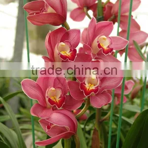 Cymbidium thumbnail-1