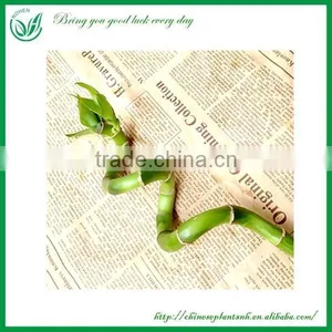 Spiral Lucky Bamboo, Dracaena Sanderiana thumbnail-6